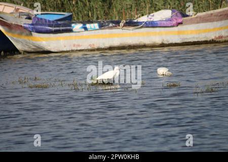 Little egret feeding near fishing boats and plastic waste bottle in Asi or Orontes river. World environment day concept idea. Stock Photo