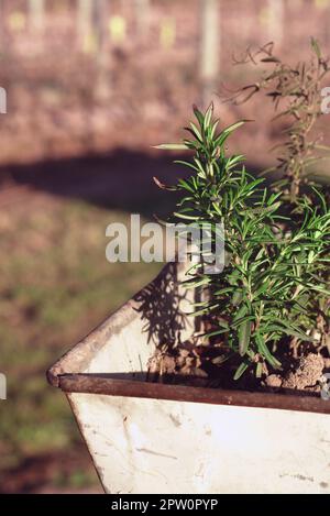 Close up of rosemary plant in a rusty grape harvest bucket. Stock Photo