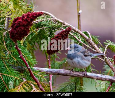 Slate Coloured Junco perched on a red stag horn sumac with a soft background in its environment and habitat surrounding and displaying multi coloured Stock Photo