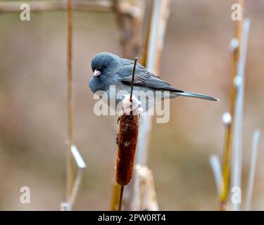 Slate Coloured Junco perched on a cattail with a soft background in its environment and habitat surrounding and displaying multi coloured wings. Junco Stock Photo