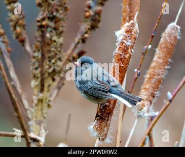 Slate Coloured Junco perched on cattails with a soft background in its environment and habitat surrounding and displaying multi coloured wings. Junco Stock Photo