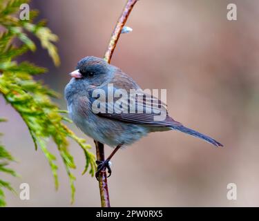 Slate Coloured Junco perched on a tree buds branch with a soft brown background in its environment and habitat surrounding and displaying multi colour Stock Photo