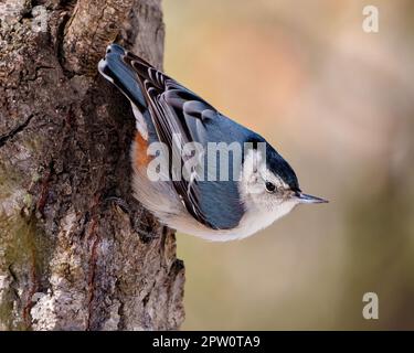 White-breasted Nuthatch gripping on a tree trunk with a blur background in its environment and habitat surrounding.  Nuthatch Portrait looking down. Stock Photo