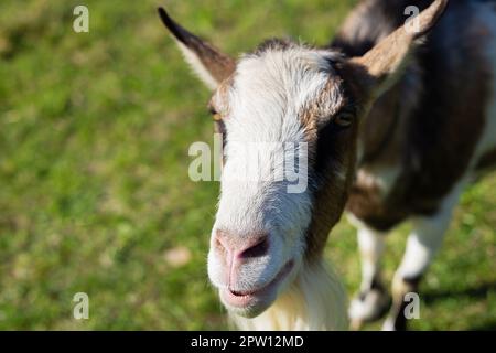 The goat looks into the camera, the goat stands among the green field, grazing the animal. Rural economy. Close-up Stock Photo