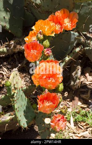 Colorful orange yellow prickly pear cactus flowers growing in desert sand and bloom in the Spring Stock Photo