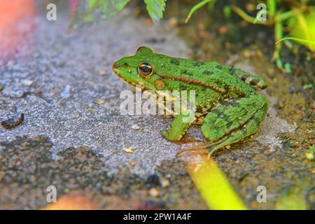 Green water frog Rana lessonae , close up, selective focus on head. Pool frog Pelophylax lessonae in blurred grass. Stock Photo