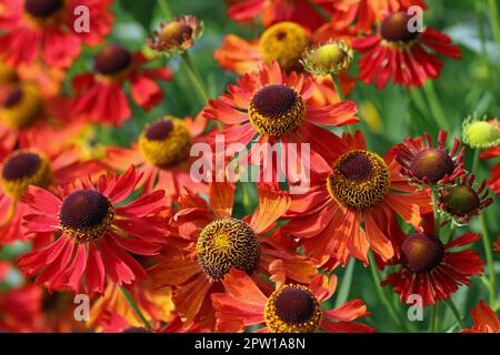 Orange sneezeweed, Helenium unknown species and variety, flowers in ...