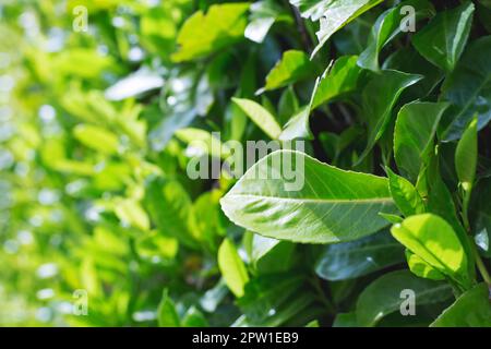Nature of green leaf in garden at summer. Natural green leaves plants using as spring background Stock Photo