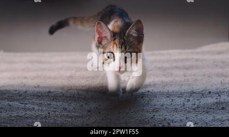 Small kitten playing hunt, walking towards the camera. Stock Photo
