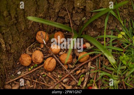 Walnuts and acorns on the background of tree bark. Squirrel Cache. Stock Photo