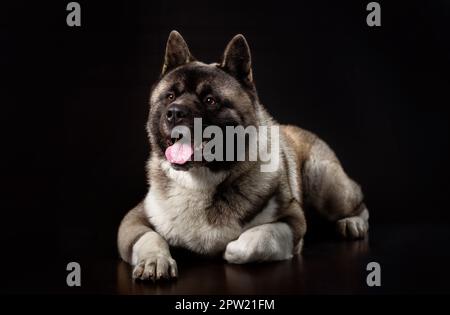 Animal Akita 4k Ultra HD Wallpaper