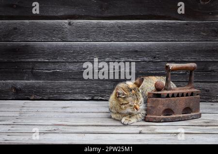 A multi-colored thick cat is located next to a heavy and rusty old coal iron on a wooden surface against a wall of black horizontal wooden boards. Obs Stock Photo
