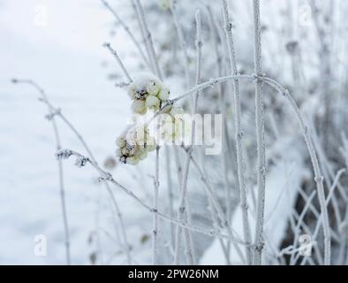 Symphoricarpos albus plantr, called also  Snowberry common snow covered in winter Stock Photo