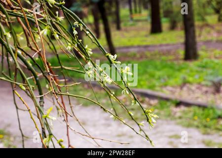 Weeping Japanese pagoda with branches with spring flowers. Latin name Sophora japonica pendula Stock Photo