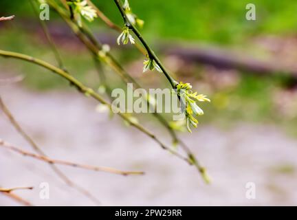 Weeping Japanese pagoda with branches with spring flowers. Latin name Sophora japonica pendula Stock Photo