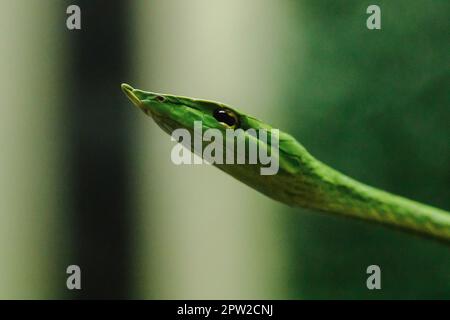 Long-nosed whip snake is a kind of poisonous snake Living most of the tree life Stock Photo