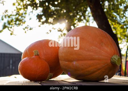 Pile of three ripe orange pumpkins of different size lying on wooden table outdoors in yard near tree at sunset. Harvest, autumn, agriculture, vegetab Stock Photo