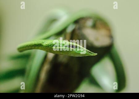 Long-nosed whip snake is a kind of poisonous snake Living most of the tree life Stock Photo