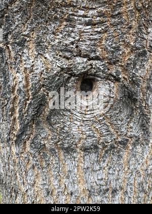 forest demon eye, abstract background, tree bark Stock Photo