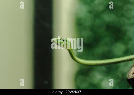 Long-nosed whip snake is a kind of poisonous snake Living most of the tree life Stock Photo