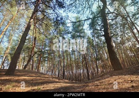 Spring sunny landscape in a pine forest in bright sunlight. Cozy forest space among the pines, dotted with fallen cones and coniferous needles Stock Photo