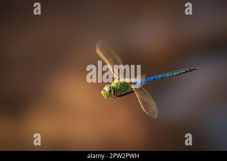 Common Green Darner (Anax junius) in flight Stock Photo