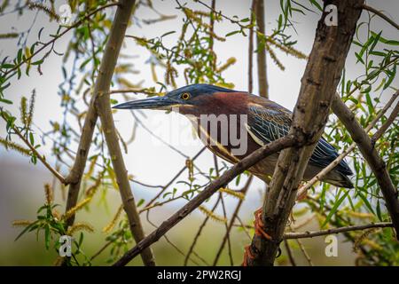 A Green Heron (Butorides virescens) in a tree in Oklahoma Stock Photo