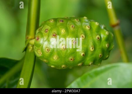 Close up Noni fruit or Cheese fruit on tree Stock Photo