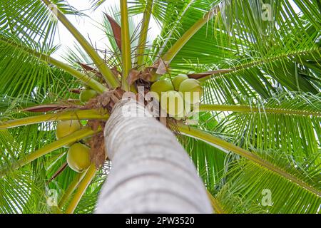 Coconuts are on the tree, young coconut. Stock Photo