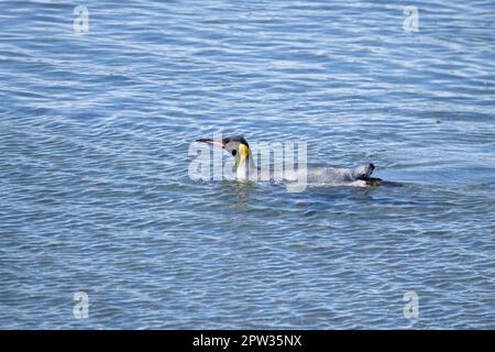 King penguin on Martillo island beach, Ushuaia. Tierra del Fuego national park. Chilean wildlife Stock Photo