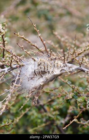 An infestation of the brown-tail moth caterpillar. Stock Photo