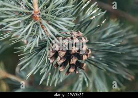 Brown mature ripe seed cone on the branch of Scots pine. Closeup of opening bud of Pinus sylvestris. Natural beauty of elegant twig of Baltic pine Stock Photo