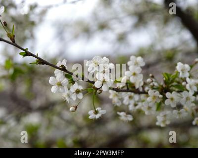 Cherry blossoms on a branch of a cherry tree. Close up. Stock Photo