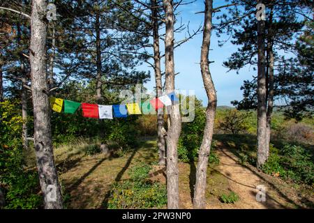 Pine trees with colorful cloths in a forested mountain area in Hungary Stock Photo