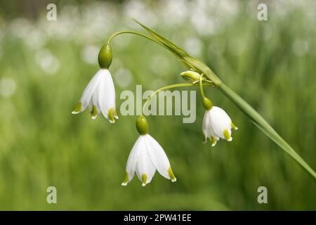 Great close up of leucojum aestivum with other snowflakes going to infinity, also known as loddon lily. Stock Photo