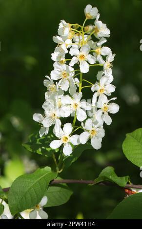 Blooming twig of prunus padus, known as bird cherry, hackberry, hagberry, or Mayday tree Stock Photo