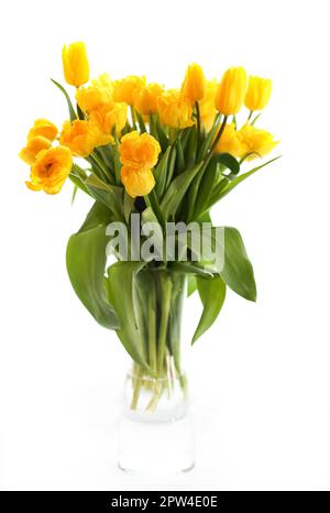 Bouquet of fresh yellow tulips placed in glass vase with water against white background Stock Photo
