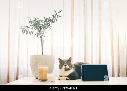 Scottish breed gray cat lying on table with digital tablet, candles and house plant in flower pot, short hair kitten with orange eyes resting in Stock Photo