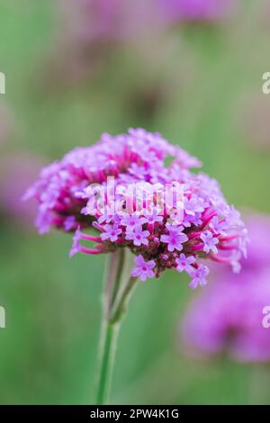 Verbena is blooming and beautiful in the rainy season. Stock Photo