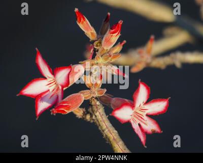 Impala lily (Adenium multiflorum) in Kruger National Park, South Africa Stock Photo