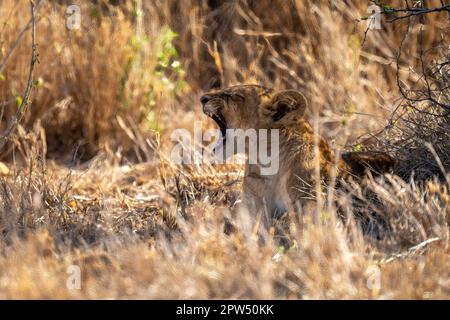 Lion cub lies yawning in dry grass Stock Photo