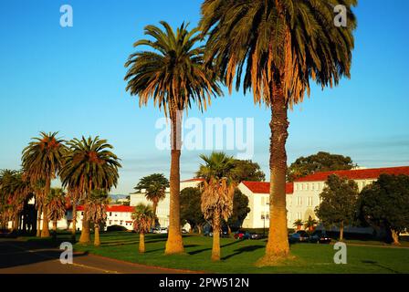 Palm Trees Line a Street in the Presidio, a Former Military Base in San Francisco Stock Photo