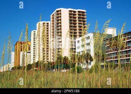 Sea oats and other grasses grow on the dunes at the coast in front of the hotels and condos of Myrtle Beach, South Carolina Stock Photo