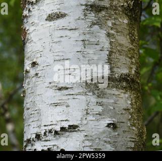 Birkenbaum, Birke Betula, ist ein heimischer, Baum der auch als Heilpflanze medizinisch verwendet wird. Birch tree, birch betula, is a native tree tha Stock Photo