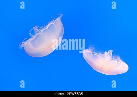 two transparent jelly fishes in the blue sea Stock Photo - Alamy