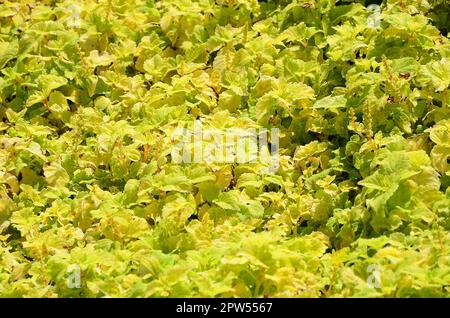 Close up colorful yellow coleus plant in a garden. Top view in sunny day Stock Photo