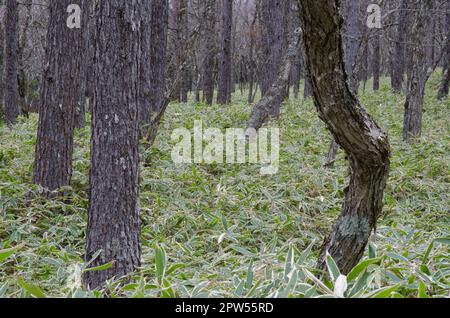 Forest of Japanese larch Larix kaempferi. Nikko National Park. Tochigi Prefecture. Japan. Stock Photo