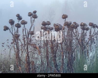 Frosty globe thistle plants with seed pods on a misty winter morning Stock Photo