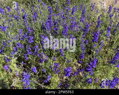 Ackerrittersporn, consolida ajacis ist eine Wild-und Heilpflanze mit blauen Blueten. Barnacle spur, consolida ajacis is a wild and medicinal plant wit Stock Photo