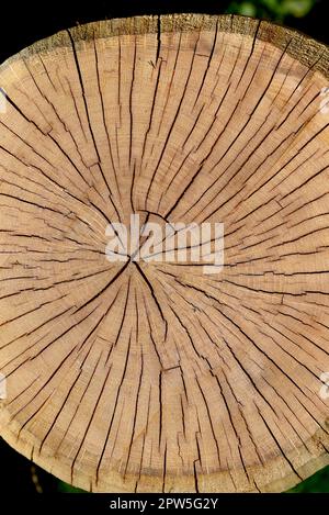 Topographic wooden tree rings patterns. Abstract organic textured circles.  Circular neon shapes backgrounds. Vector annual growth slices. 23400194  Vector Art at Vecteezy